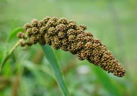 Millet exports